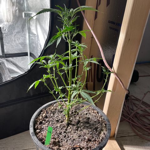 Bruce banger 1 growlog timeline photo