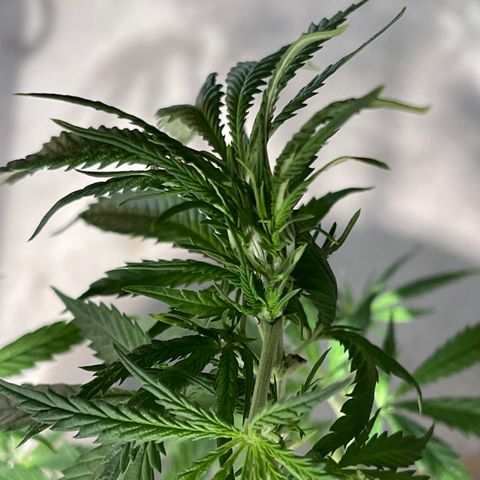 Bruce banger 1 growlog timeline photo