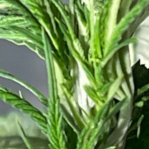 Bruce banger 1 growlog timeline photo