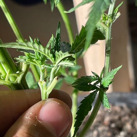 Bruce banger 1 growlog timeline photo