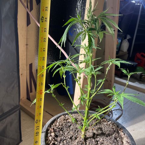 Bruce banger 1 growlog timeline photo