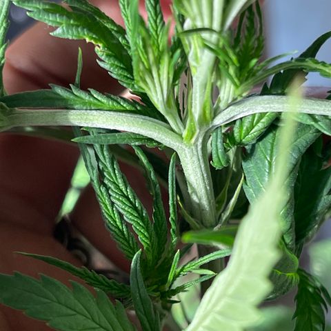 Bruce banger 1 growlog timeline photo