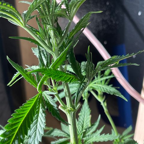 Bruce banger 1 growlog timeline photo