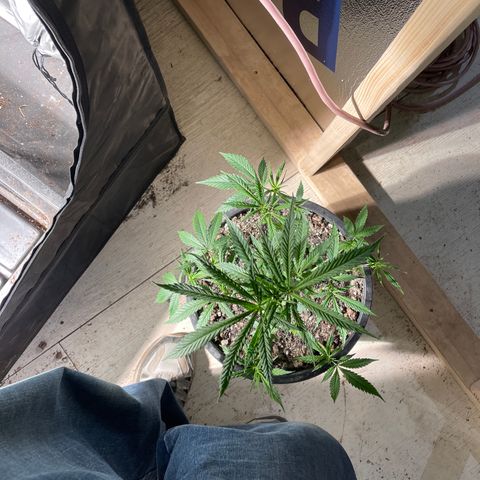Bruce banger 1 growlog timeline photo