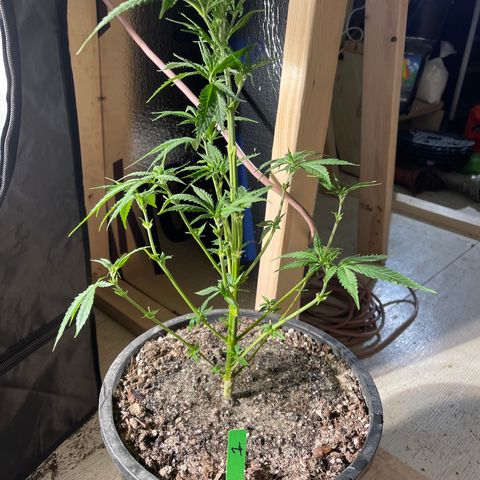 Bruce banger 1 growlog timeline photo