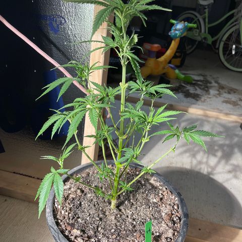Bruce banger 1 growlog timeline photo