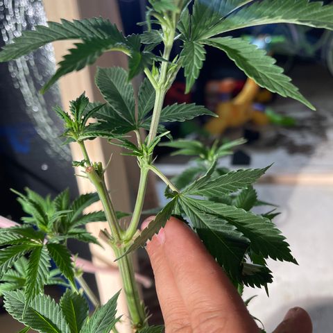 Bruce banger 3 growlog timeline photo