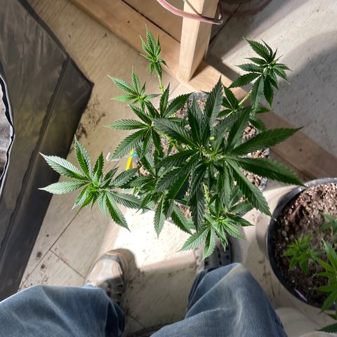 Bruce banger 3 growlog timeline photo