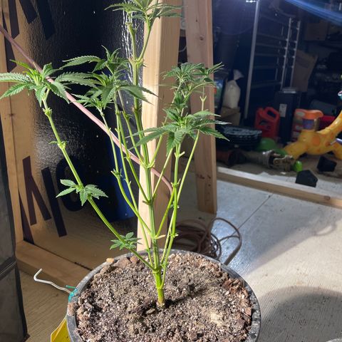 Bruce banger 3 growlog timeline photo