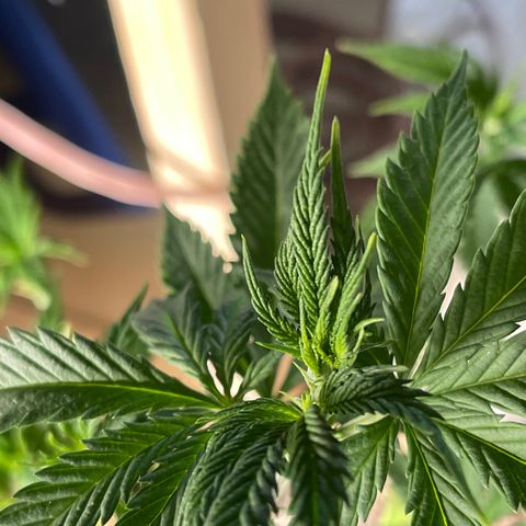 Bruce banger 3 growlog timeline photo