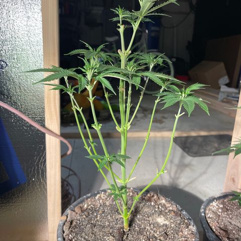 Bruce banger 3 growlog timeline photo