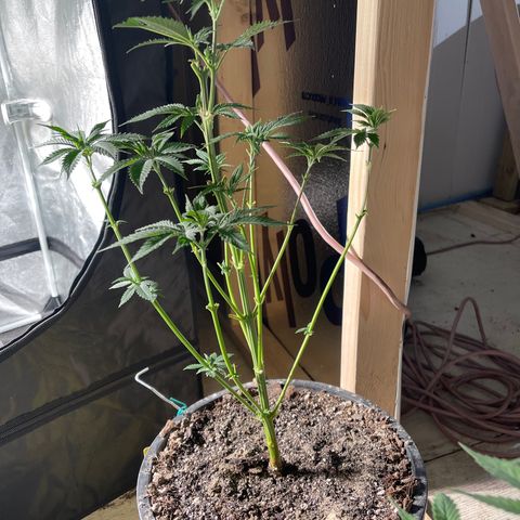 Bruce banger 3 growlog timeline photo