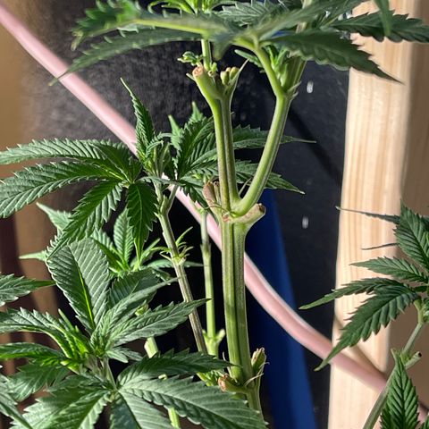 Bruce banger 3 growlog timeline photo