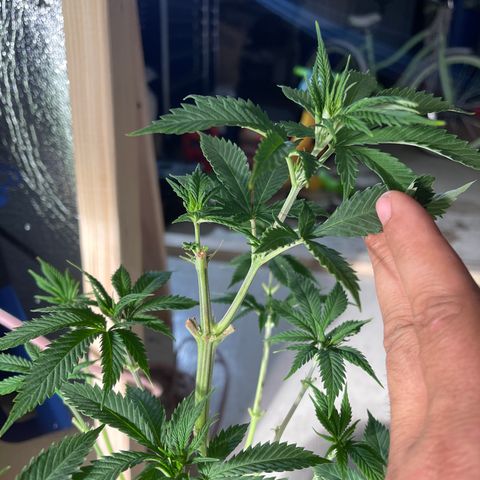 Bruce banger 3 growlog timeline photo