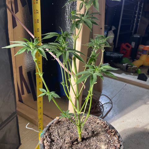 Bruce banger 3 growlog timeline photo