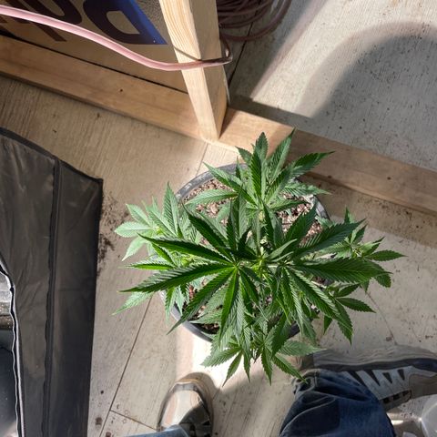 Wedding cake growlog timeline photo