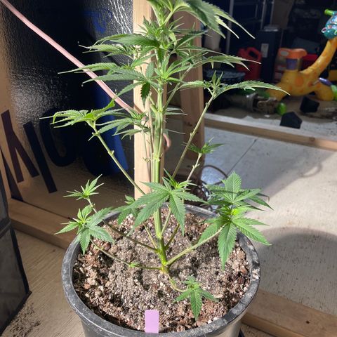 Wedding cake growlog timeline photo