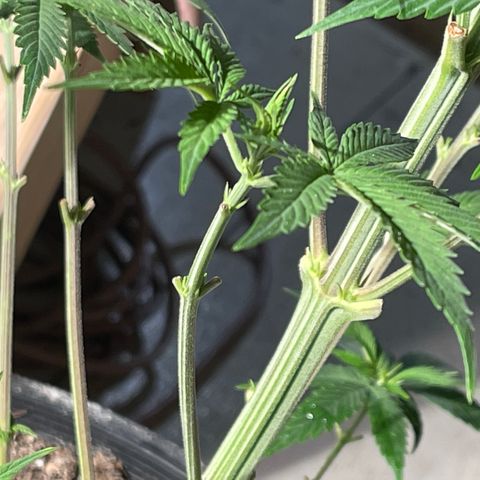 Wedding cake growlog timeline photo