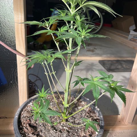 Wedding cake growlog timeline photo