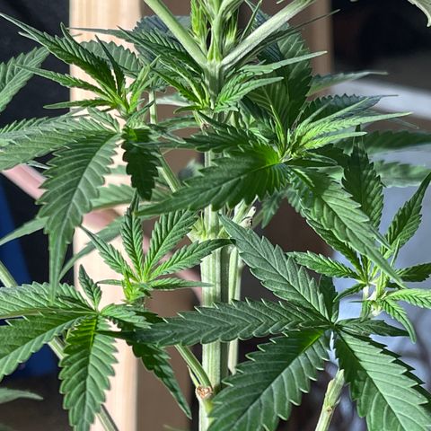 Wedding cake growlog timeline photo