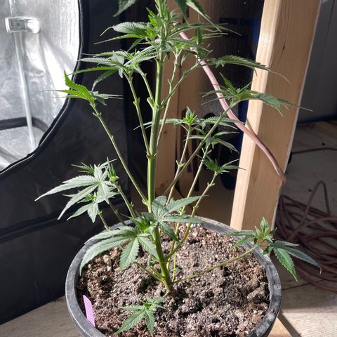 Wedding cake growlog timeline photo