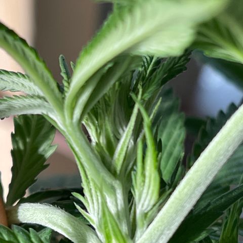 Wedding cake growlog timeline photo