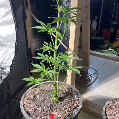 Redbeards cookies 2 growlog timeline photo