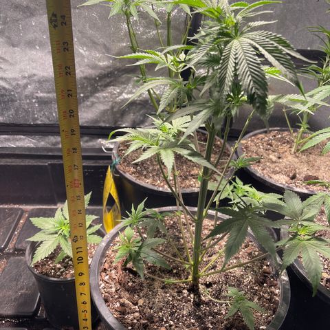 Wedding cake growlog timeline photo