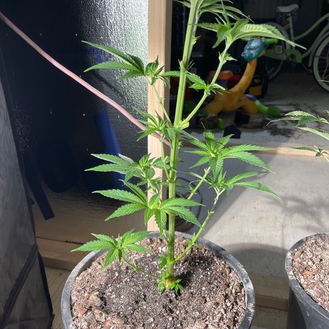 Redbeards cookies 2 growlog timeline photo