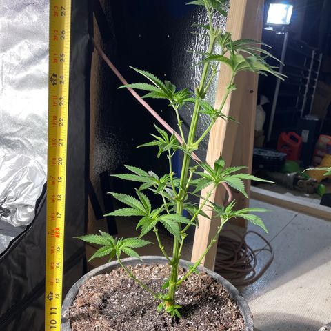 Redbeards cookies 2 growlog timeline photo