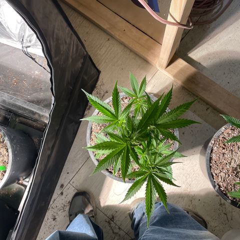 Redbeards cookies 2 growlog timeline photo
