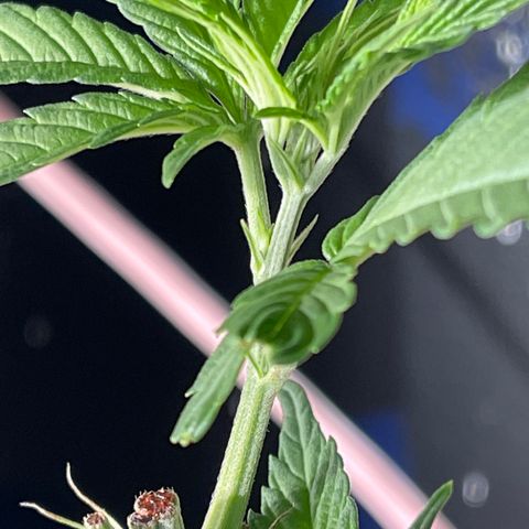 Redbeards cookies 2 growlog timeline photo