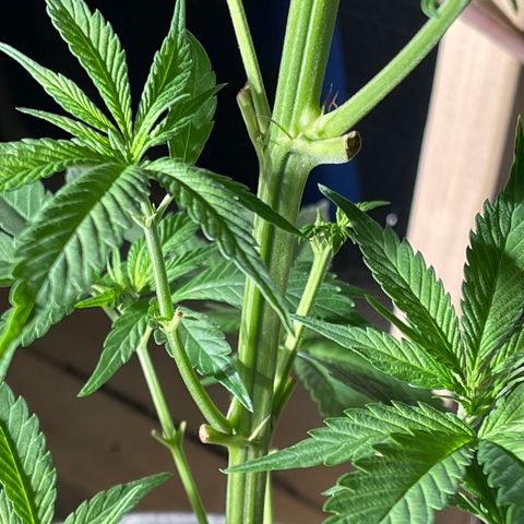 Redbeards cookies 2 growlog timeline photo