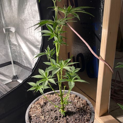 Redbeards cookies 2 growlog timeline photo