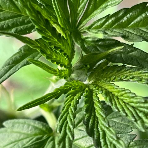 Redbeards cookies 2 growlog timeline photo