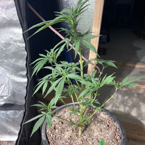 Bruce banger 1 growlog timeline photo