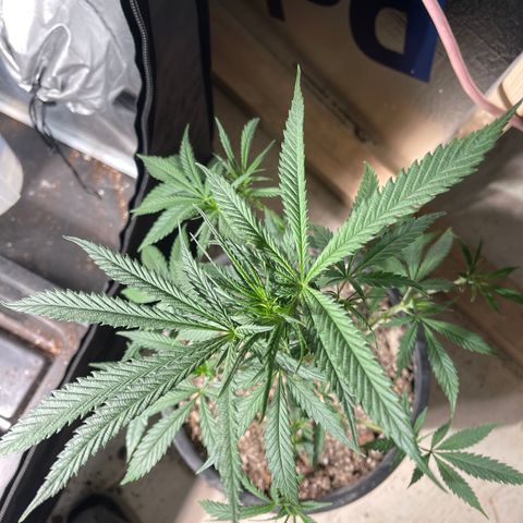 Bruce banger 1 growlog timeline photo