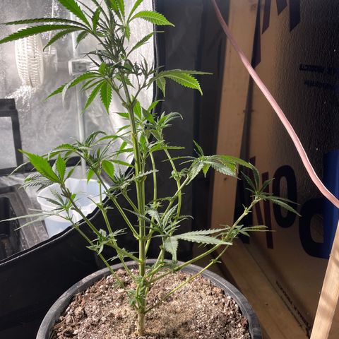 Bruce banger 1 growlog timeline photo