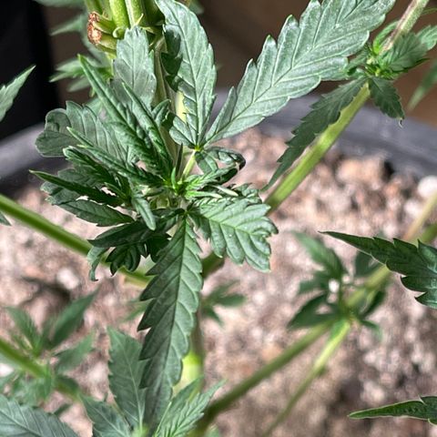 Bruce banger 1 growlog timeline photo