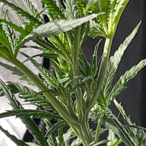 Bruce banger 1 growlog timeline photo