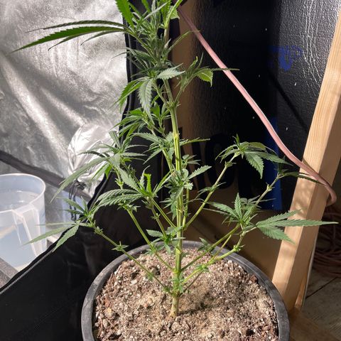 Bruce banger 1 growlog timeline photo