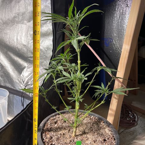 Bruce banger 1 growlog timeline photo
