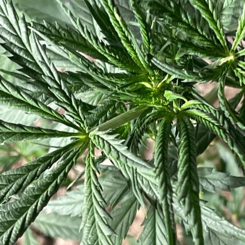Bruce banger 1 growlog timeline photo