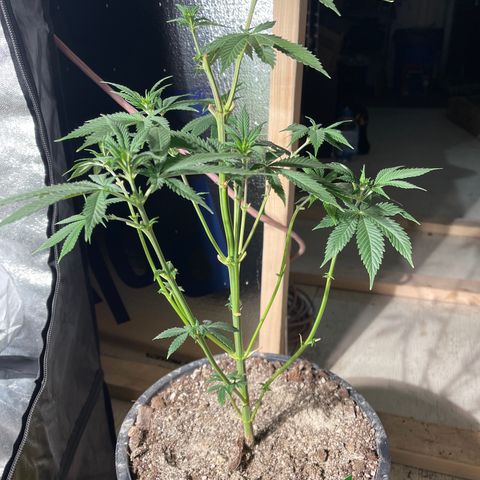 Bruce banger 3 growlog timeline photo