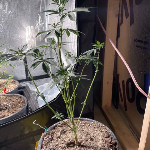 Bruce banger 3 growlog timeline photo