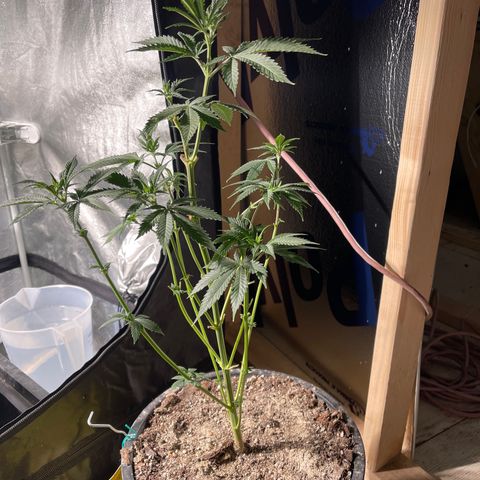 Bruce banger 3 growlog timeline photo