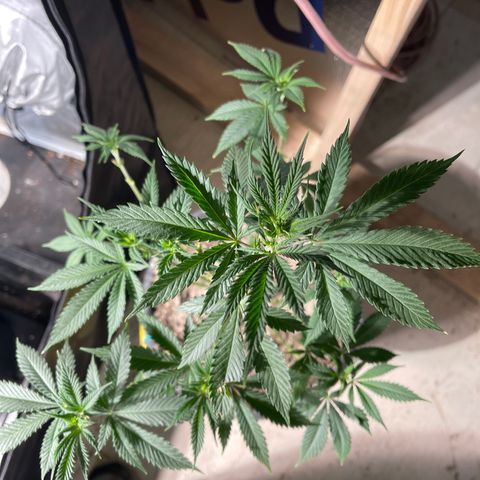 Bruce banger 3 growlog timeline photo