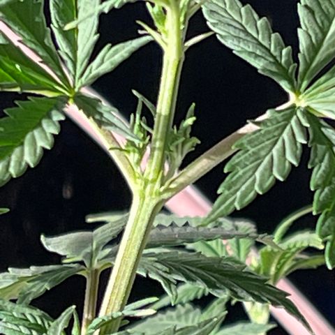 Bruce banger 3 growlog timeline photo