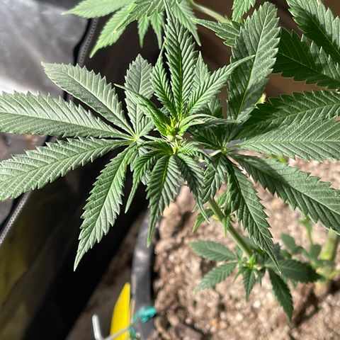 Bruce banger 3 growlog timeline photo