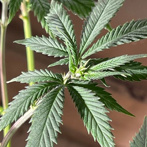 Bruce banger 3 growlog timeline photo